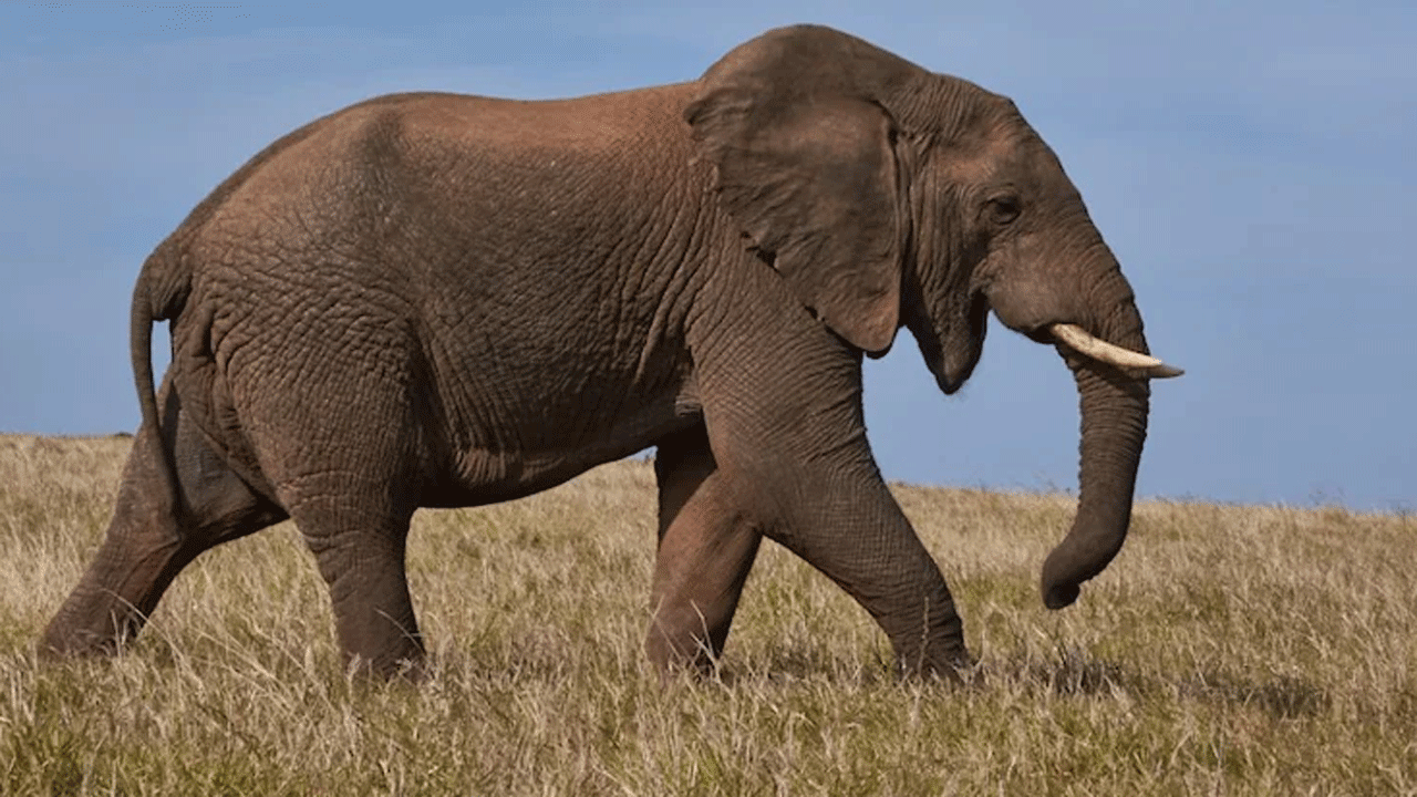 Elephant | ఏనుగు దాడిలో మల్టీ మిలియనీర్‌ మృతి