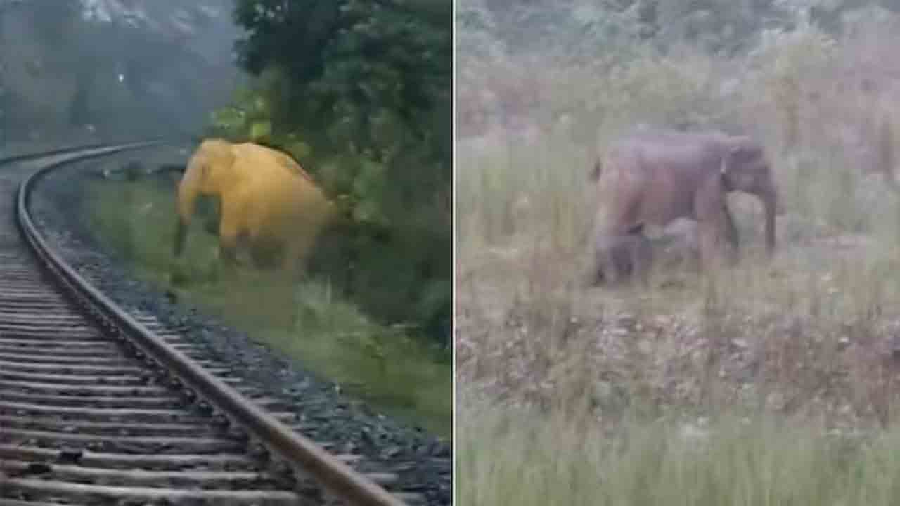 Elephant | రైల్వే ట్రాక్‌పై ఏనుగు ప్రసవం.. రెండు గంటలు ఆగిపోయిన రైలు.. VIDEOS