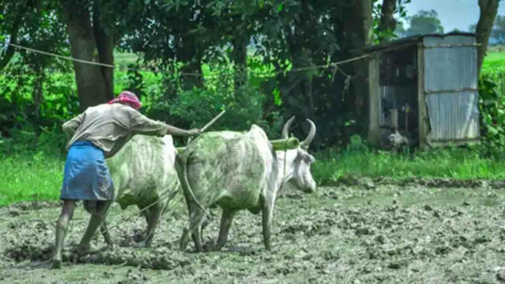 Farmer
