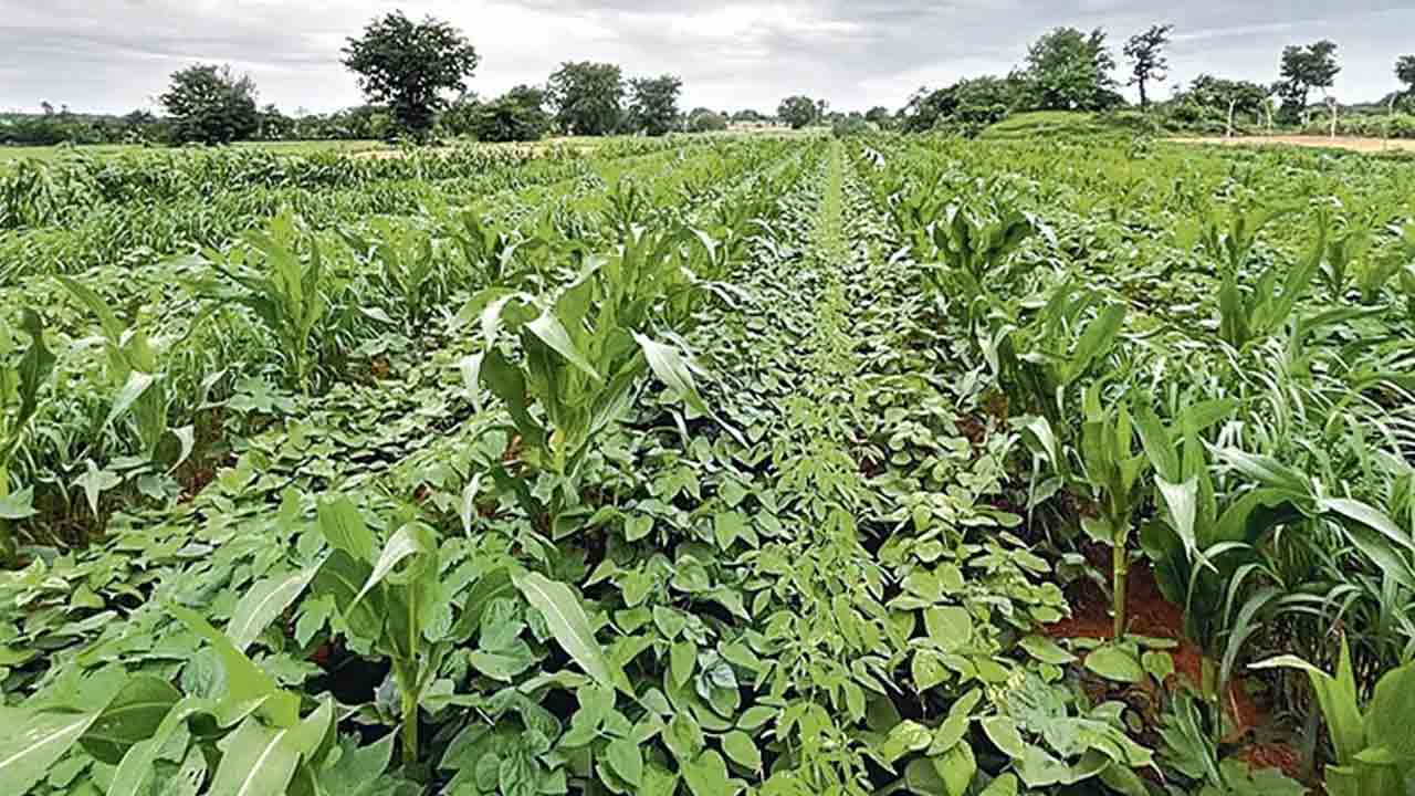 దీర్ఘకాలిక పంటల సాగుపై ఉద్యానశాఖ దృష్టి