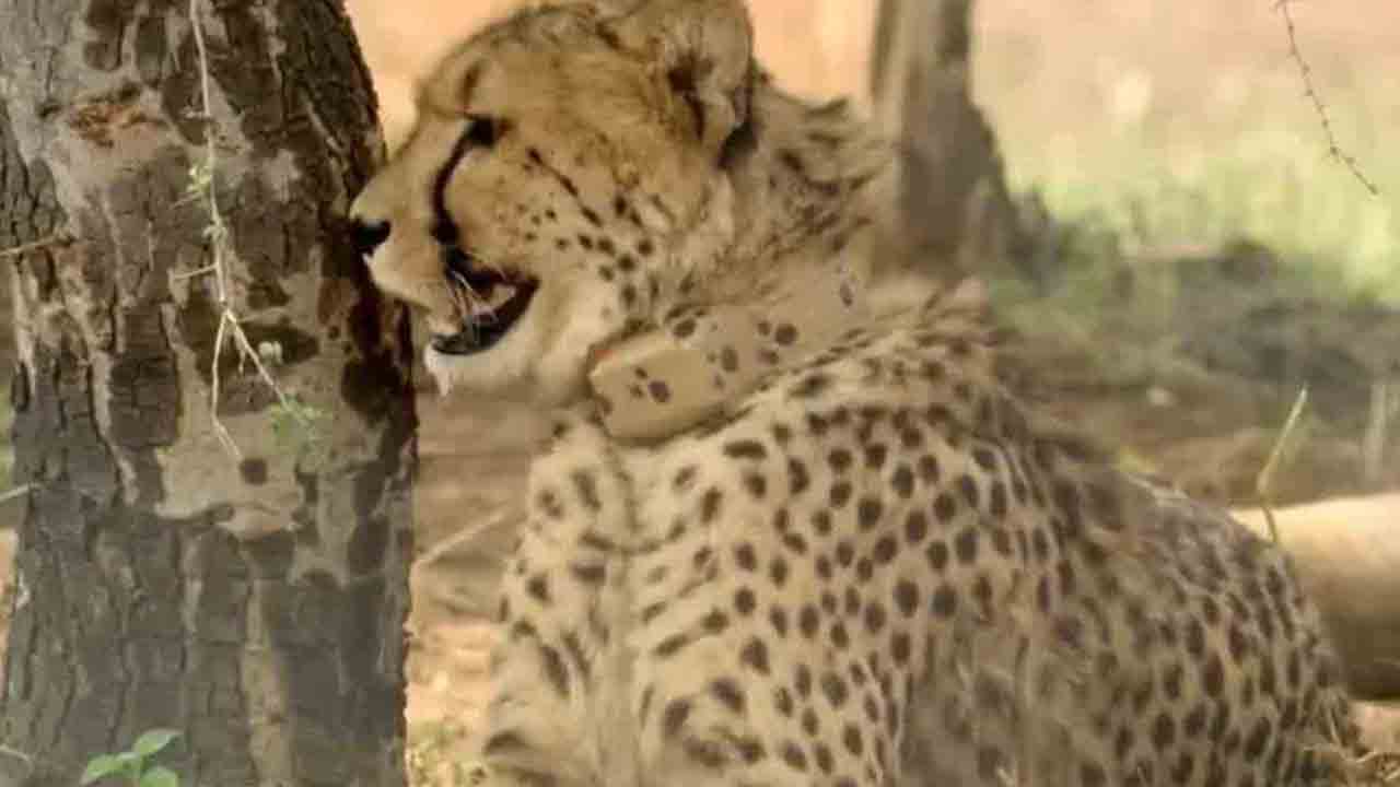 తీవ్ర గాయాలతో కునోలో చీతా మృతి