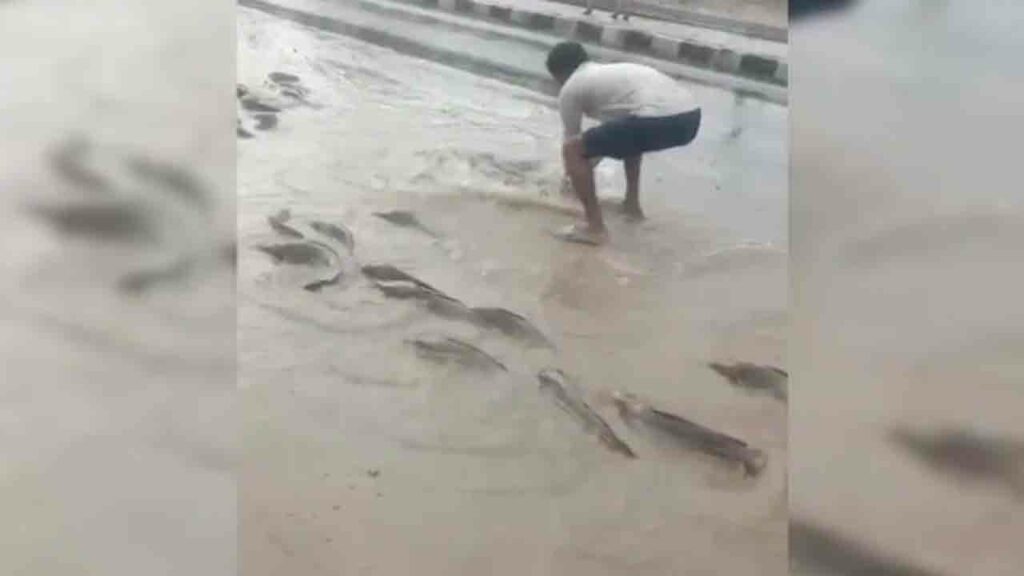 Fish Flood Streets