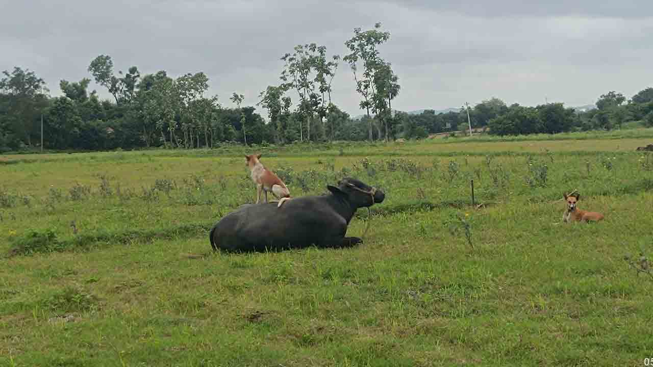 Friendship | మా స్నేహాన్నీ ఓ సారి చూడండి.. బర్రె, కుక్క ఫొటో వైరల్