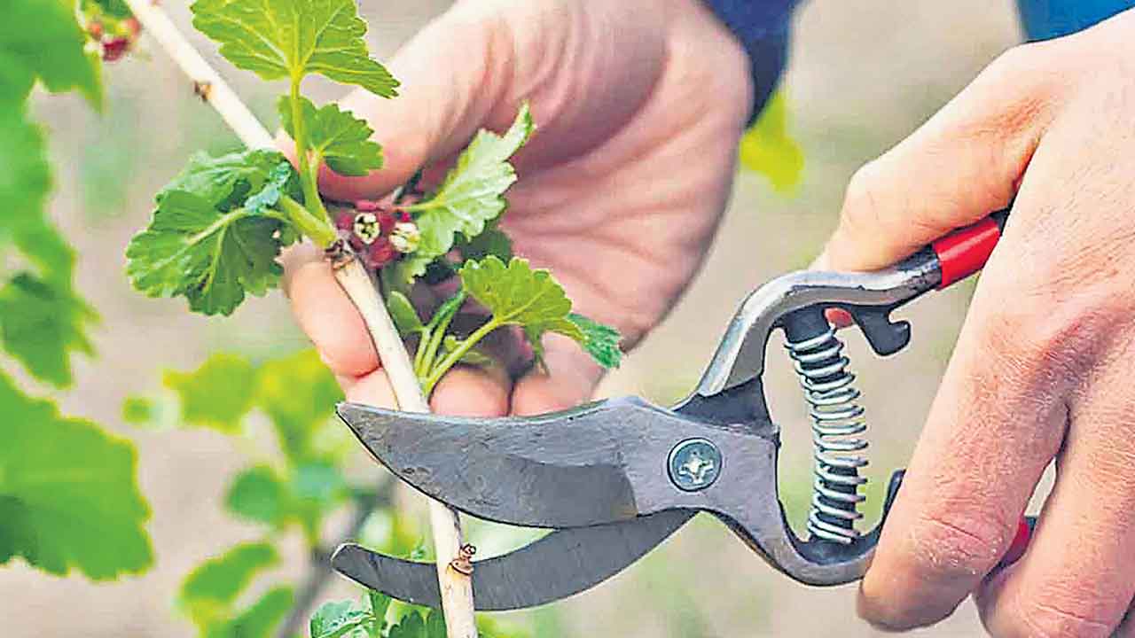 కత్తిరింపులతోనే కళ!