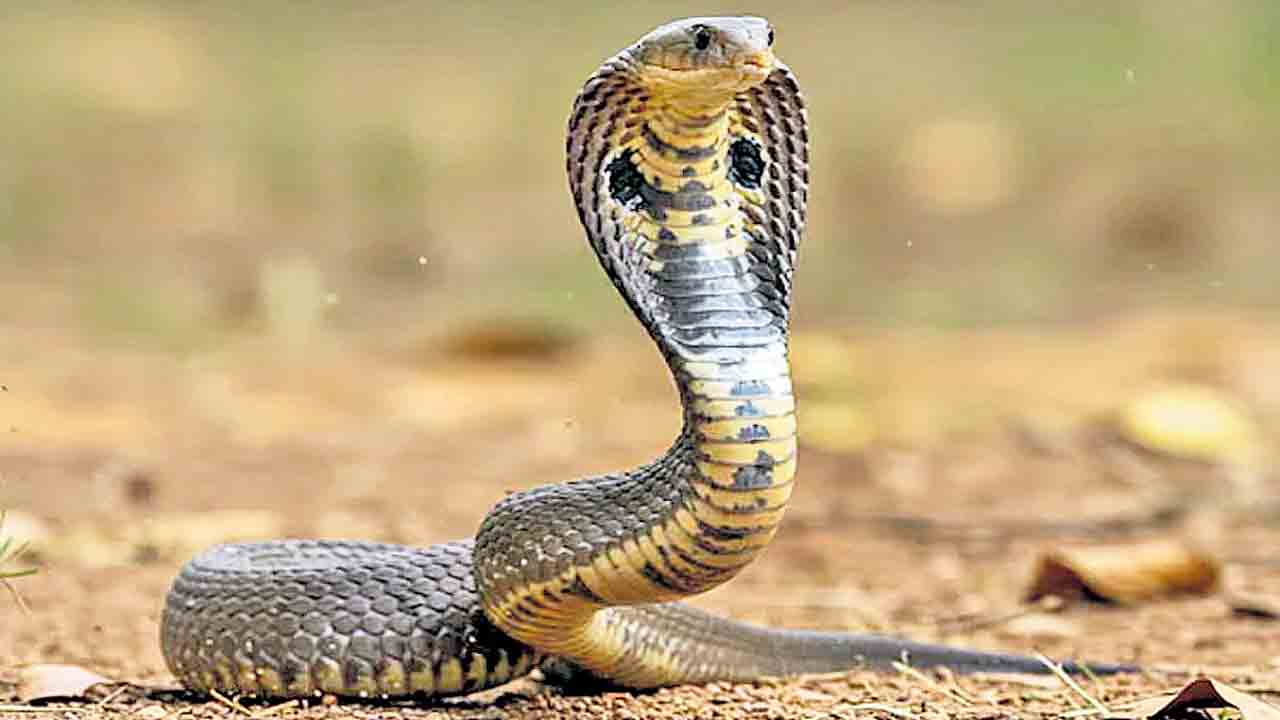 పాము కనిపిస్తే సమాచారం ఇవ్వండి