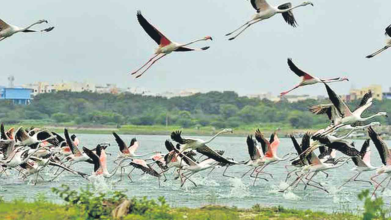 నగరంలో 218 రకాల పక్షులు