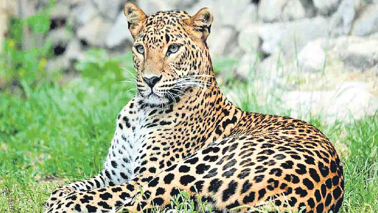 మంచిరేవులలో చిరుత కలకలం