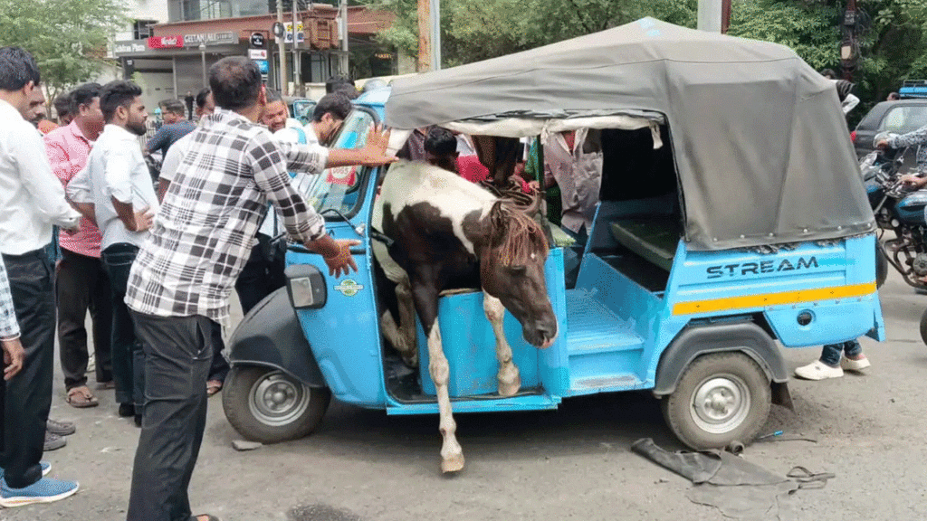 Horse
