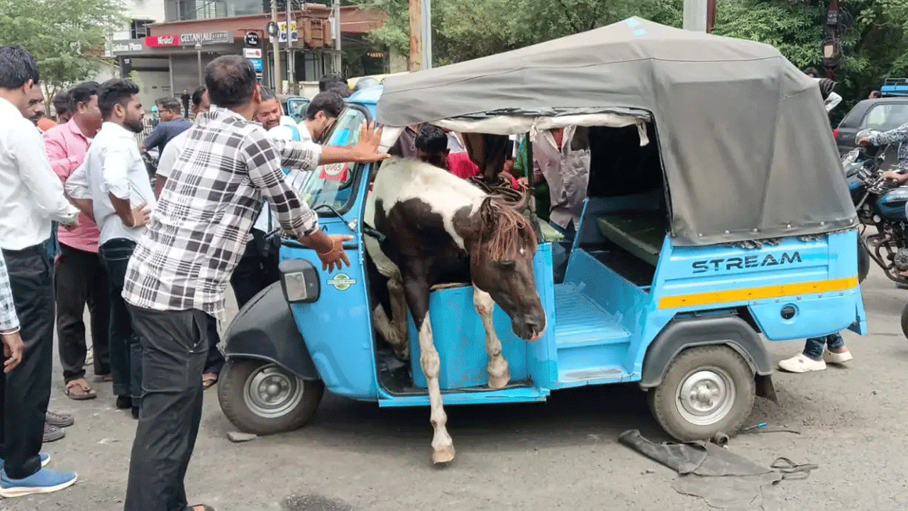 Horses Fight | రోడ్డుపై తలపడ్డ రెండు గుర్రాలు.. ఆటోలో ఇరుక్కుపోయి.. షాకింగ్ వీడియో