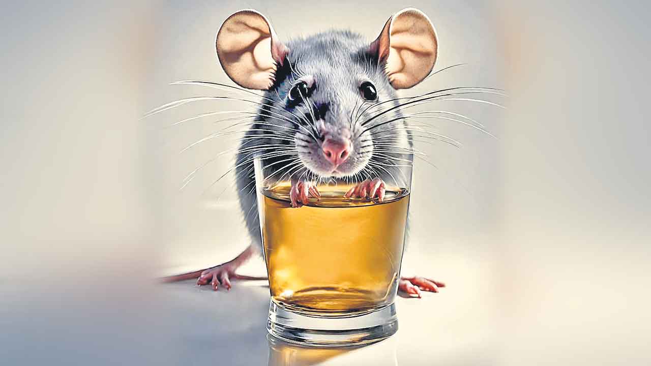 802 బాటిళ్ల మద్యాన్ని ఎలుకలు తాగాయట!