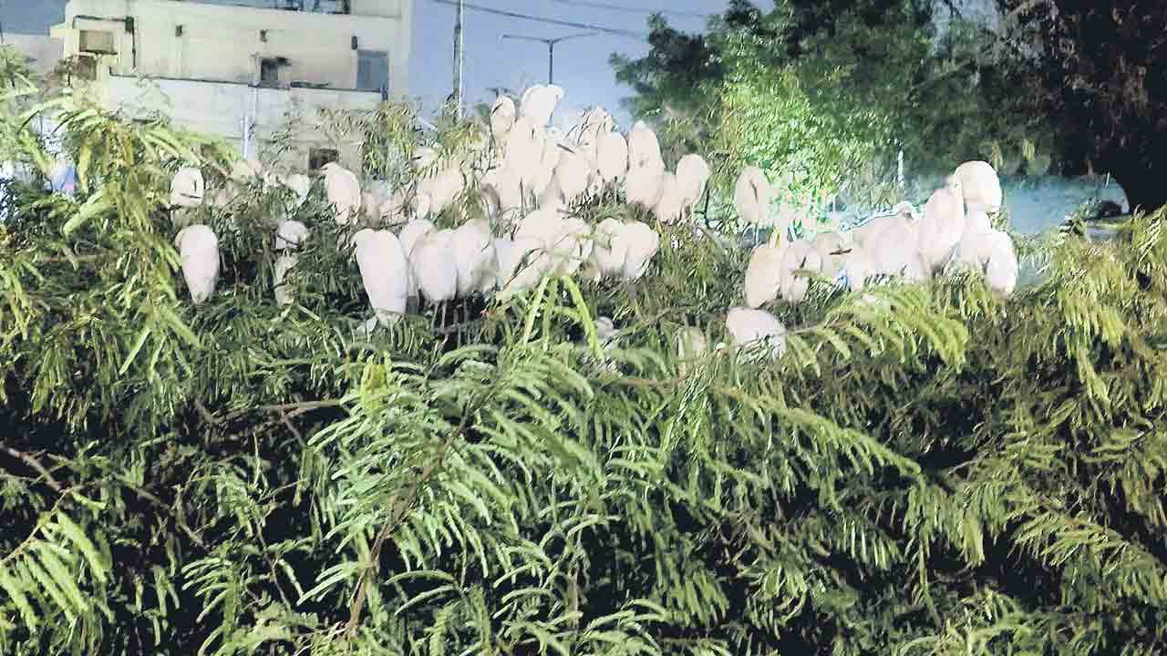 అయ్యో పాపం.. కొంగలు