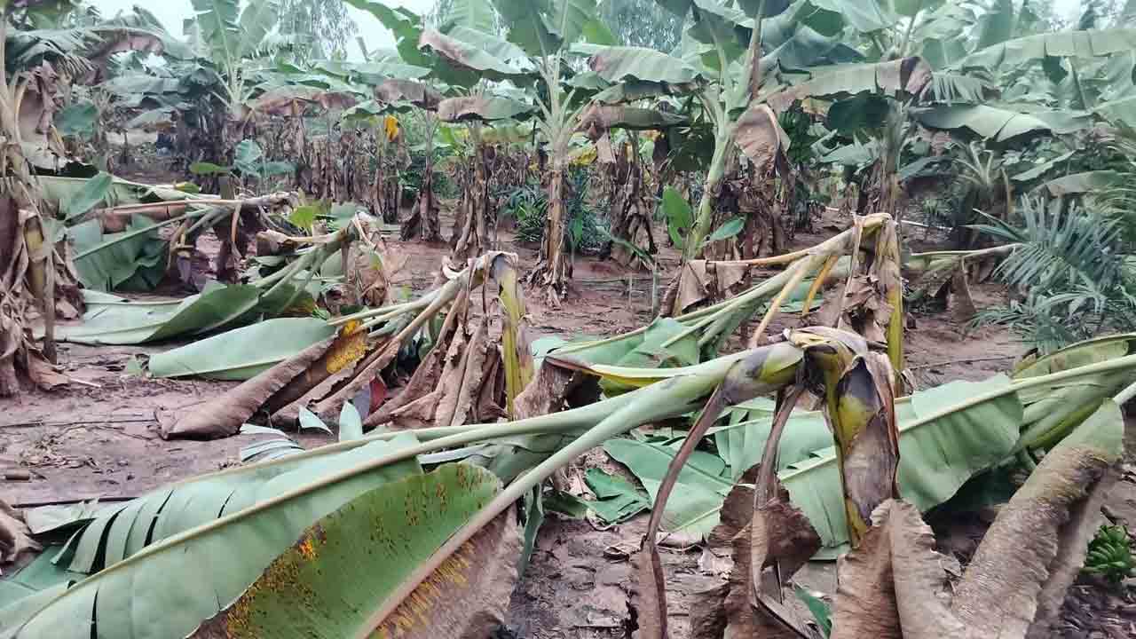 ధీ (బీ)మా లేదు..!