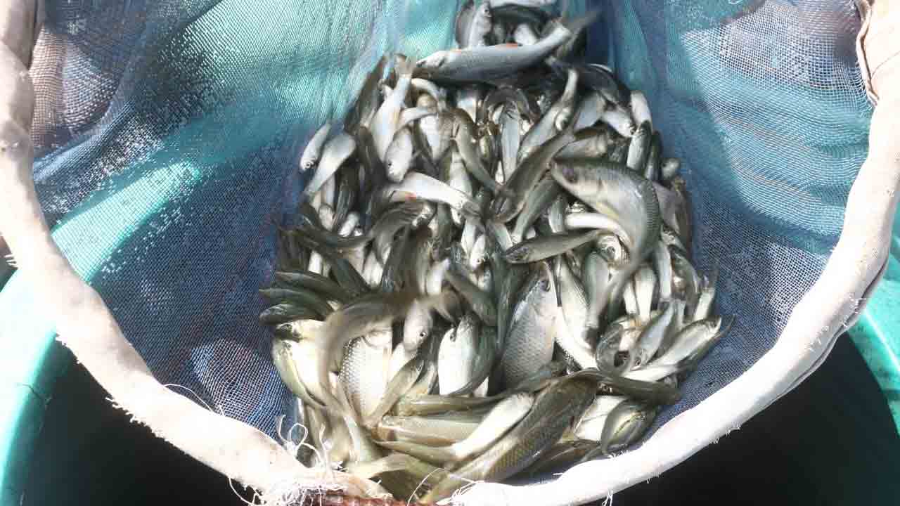 చెరువులోకొచ్చేనా..?