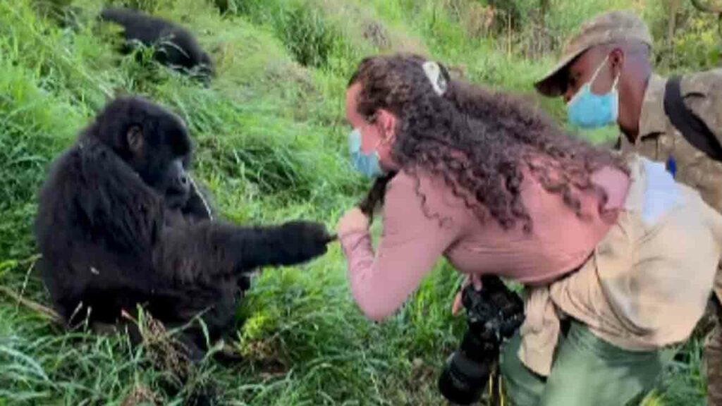 Male Gorilla Grabs Woman's
