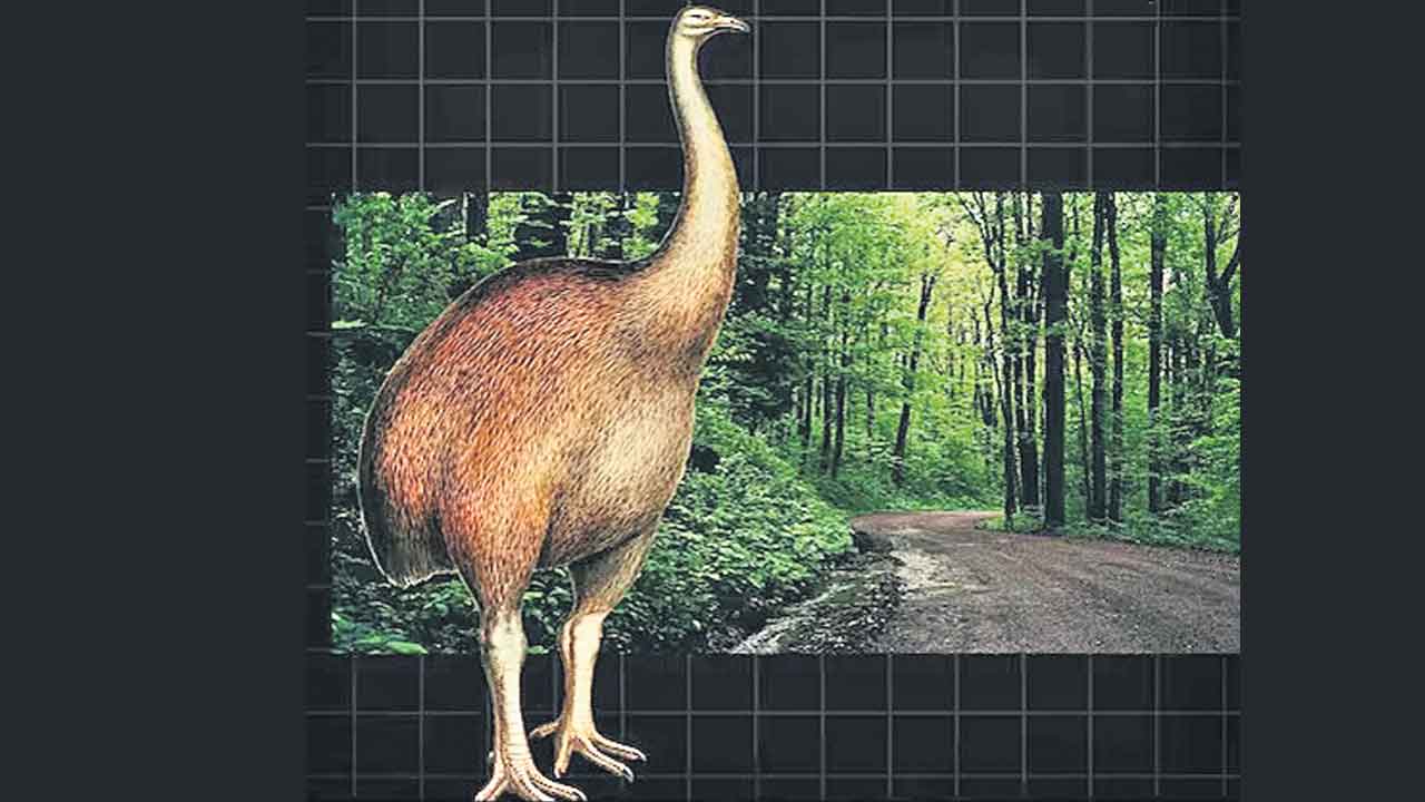 అత్యంత ఎత్తయిన పక్షికి పునరుజ్జీవం!