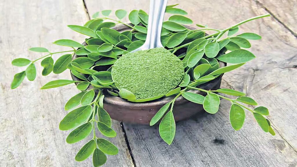Moringa Leaves