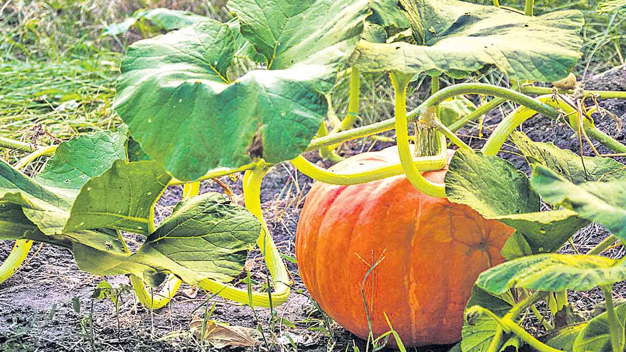 మృత్యుంజయం