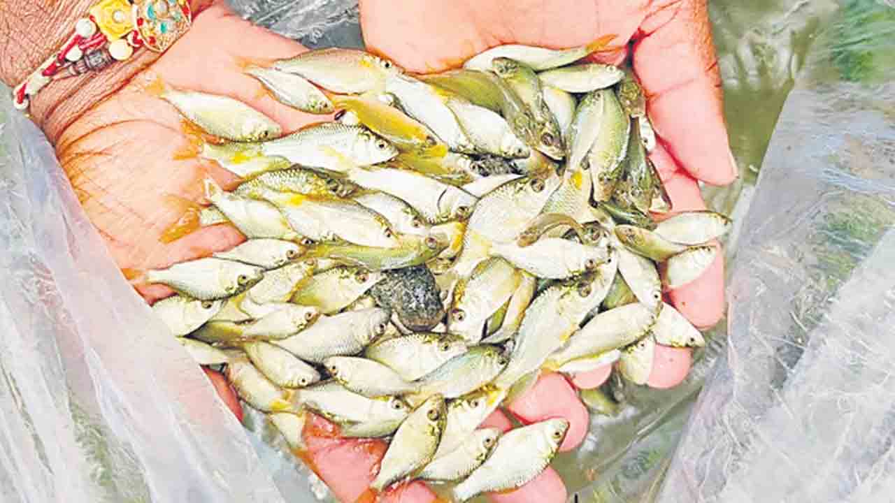 చేప పిల్లల పంపిణీ పథకం ఉన్నట్టా..లేనట్టా?
