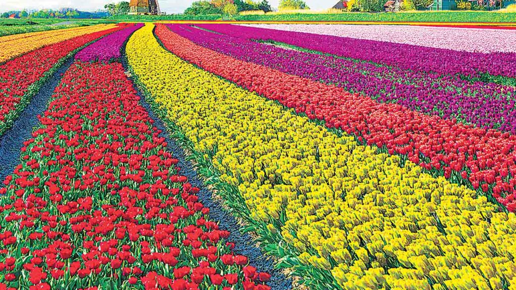Nature Colors