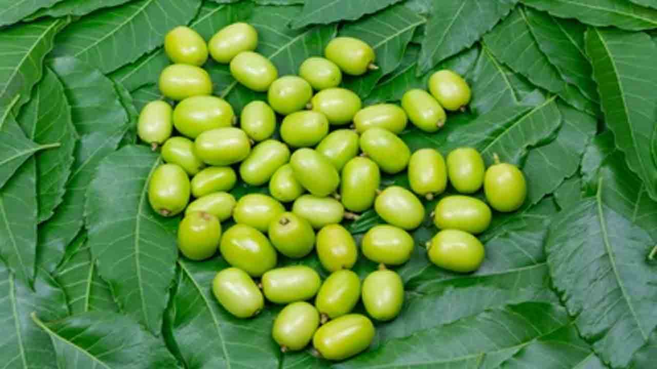 Health tips | వానాకాలం ఆ సమస్యలు వేధిస్తున్నాయా.. వేపతో చక్కటి పరిష్కారం..!