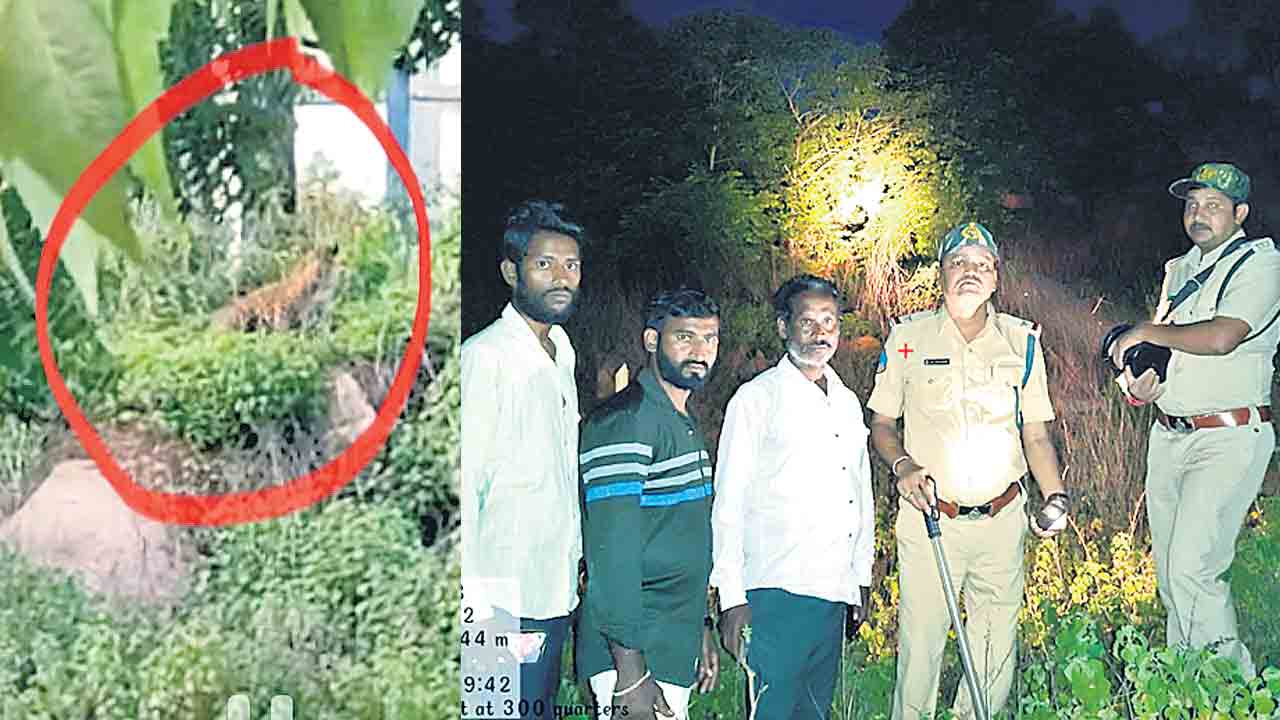 నగరశివారులో చిరుత సంచారం!