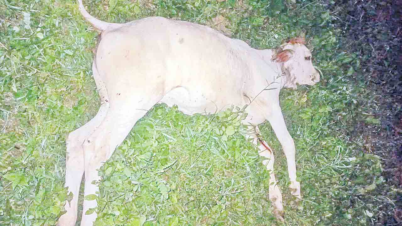 మరో ఆవుపై దాడి..