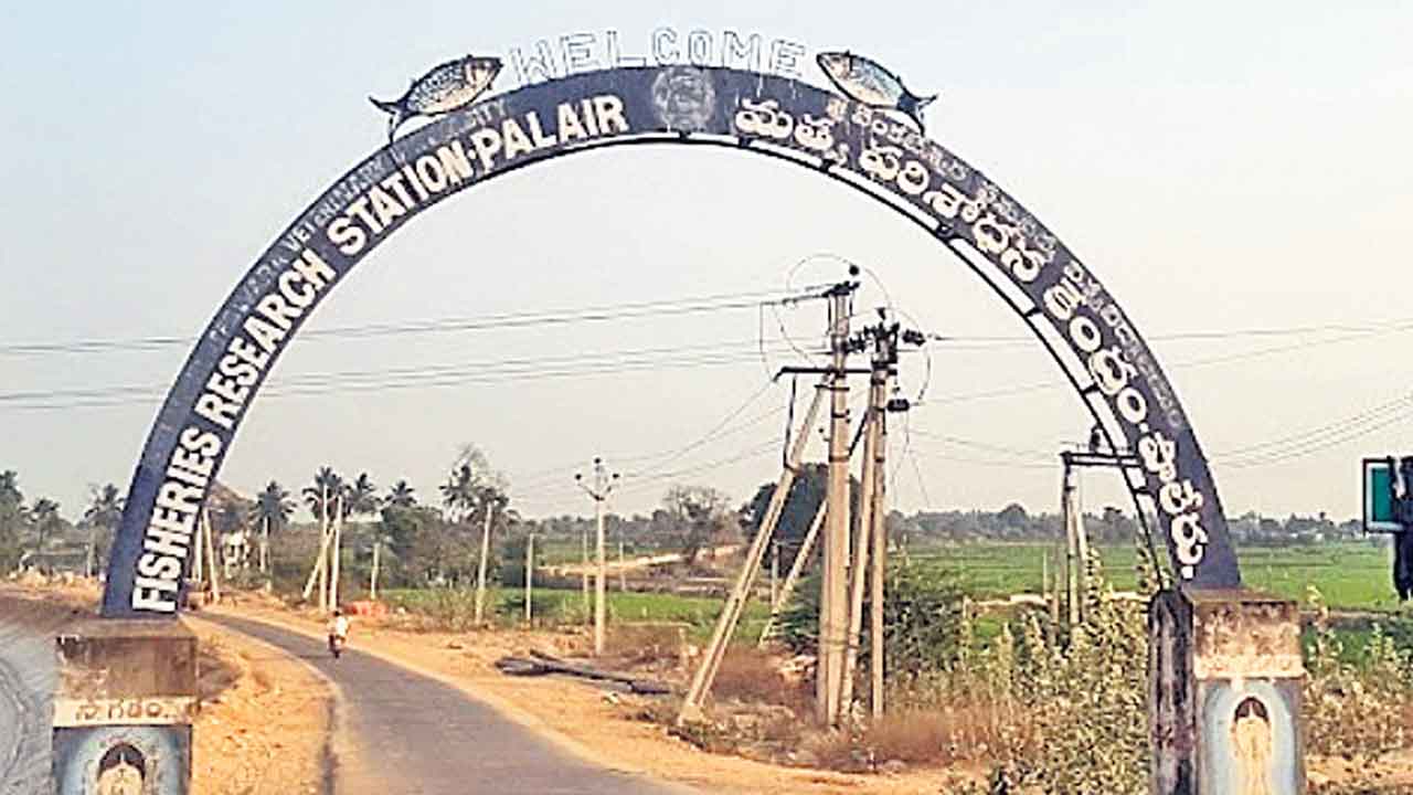 పాలేరులో మేలు రకం చేపల అభివృద్ధి!