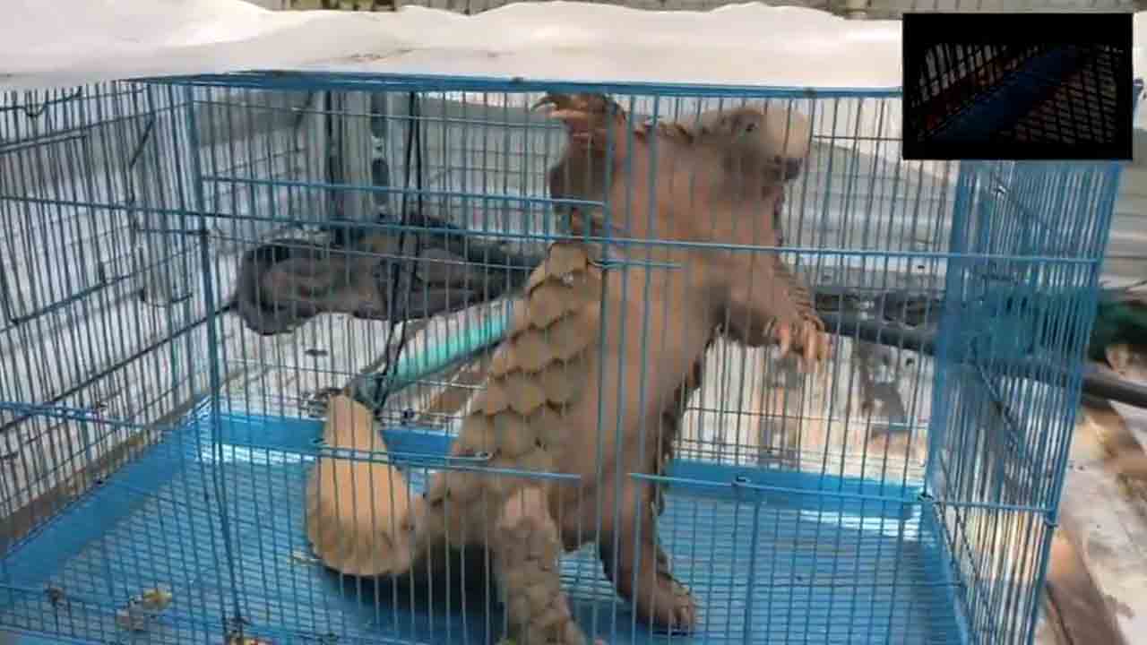 Pangolin | అత్యంత అరుదుగా కనిపించే అలుగును రక్షించిన ఆర్మీ జవాన్‌లు.. Video