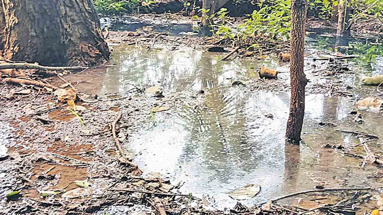 మురుగు నీటిలో పల్లె ప్రకృతి వనం