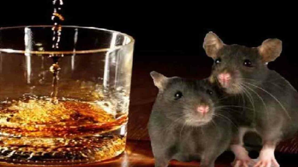 Rats Drank Liquor
