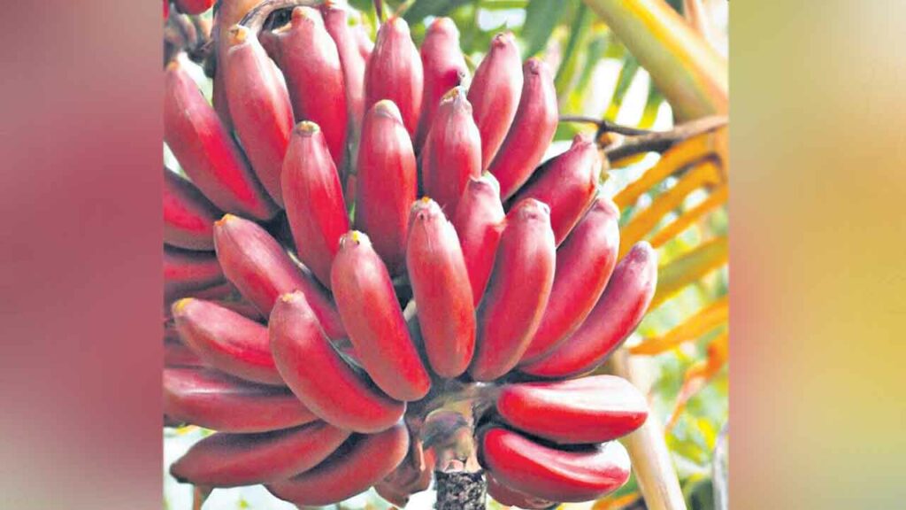 Red Banana