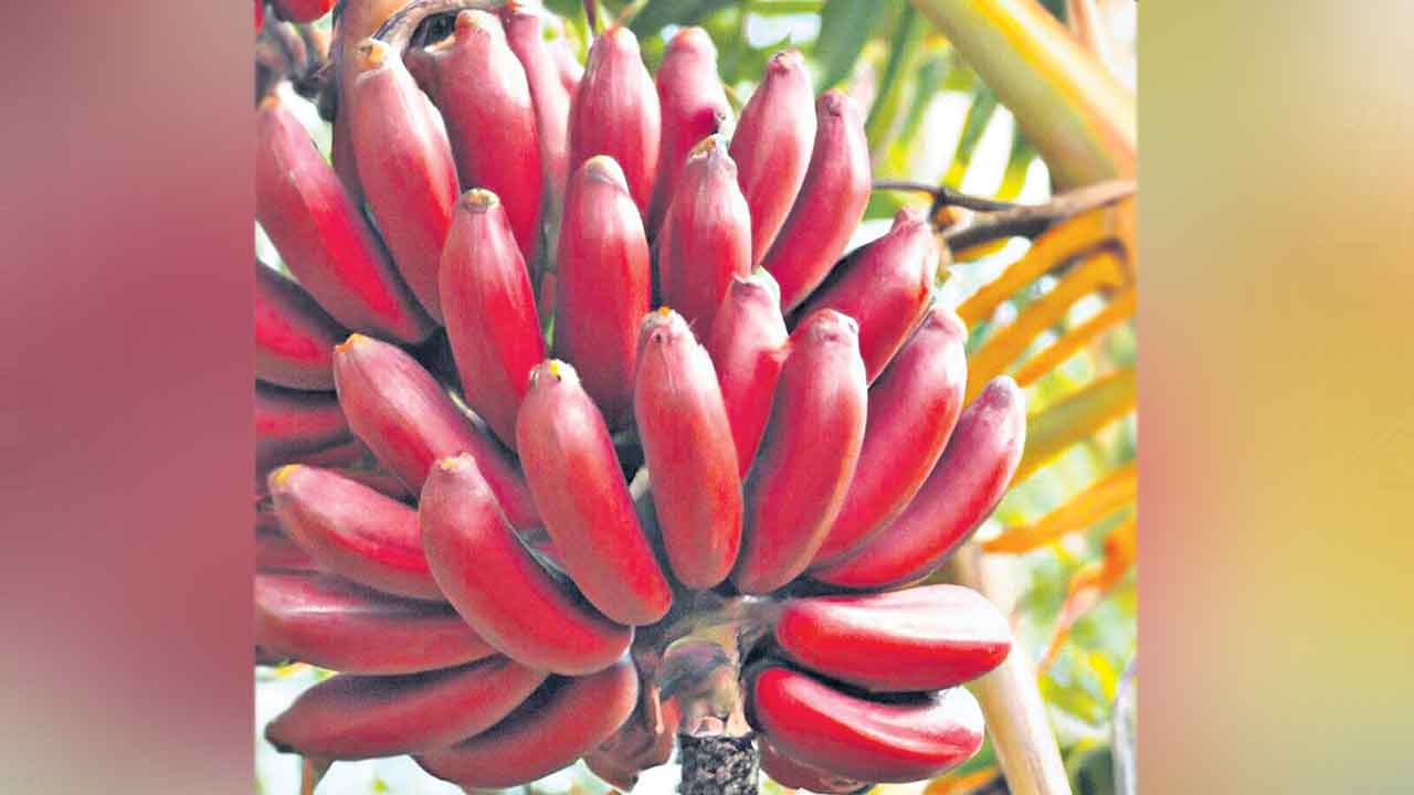 ఎరుపెంతో ఘనం!