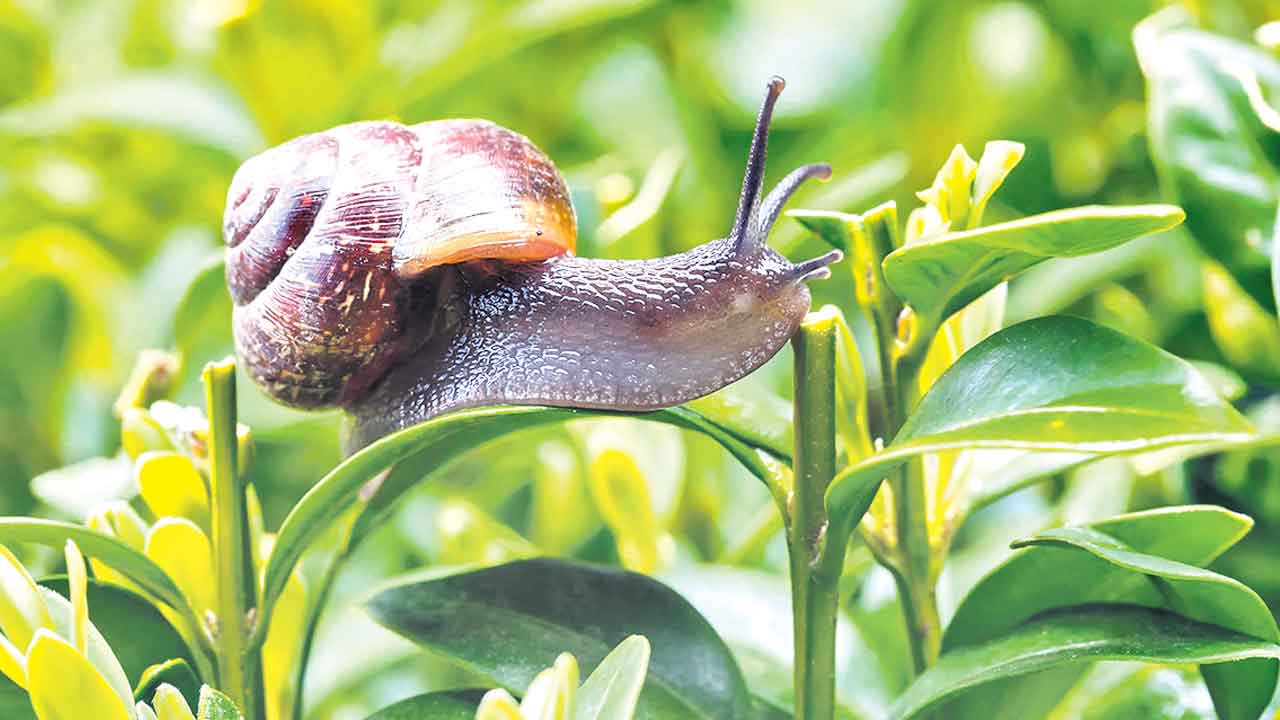 నత్తల నుంచి రక్షణకు..