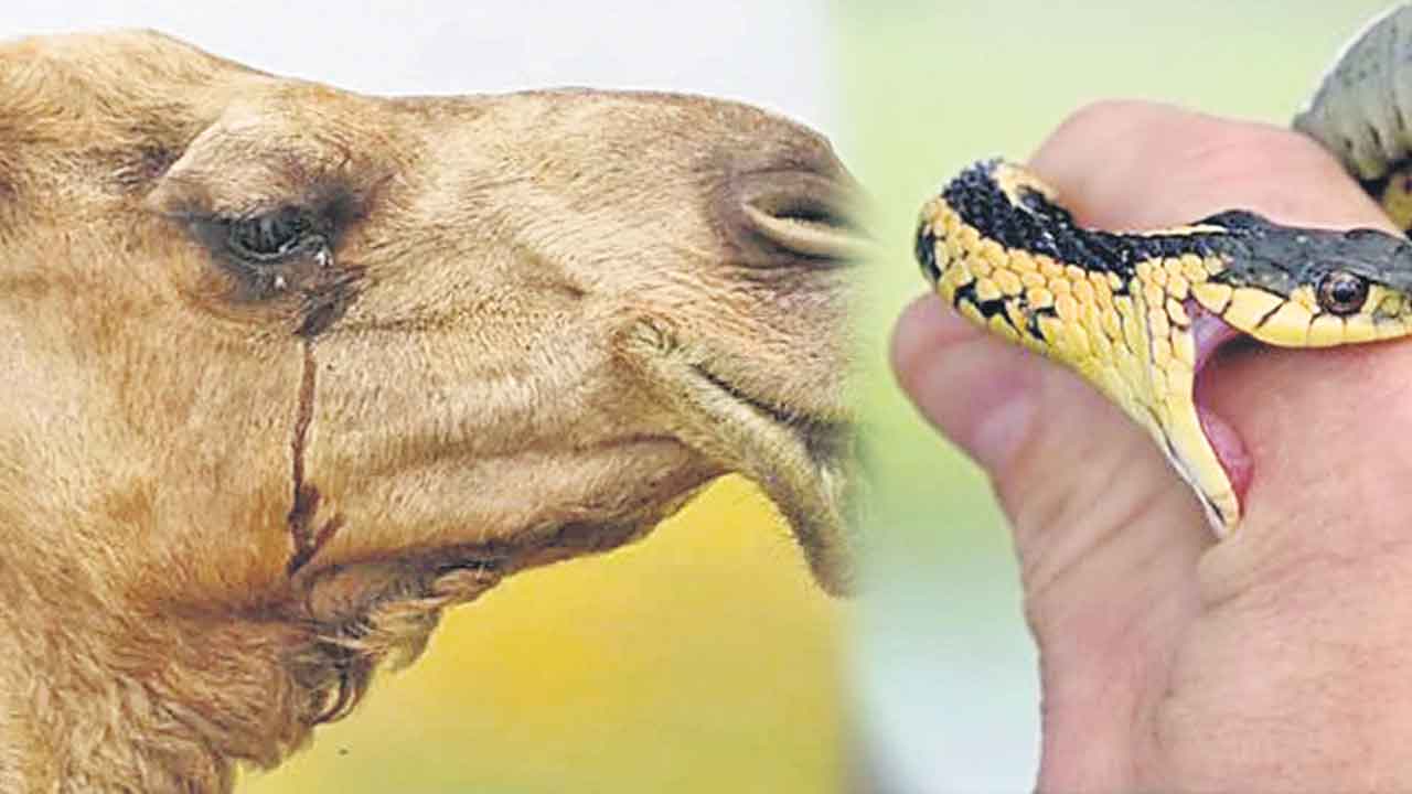 పాము కాటుకు మందుగా ఒంటె కన్నీళ్లు!.. విషాన్ని హరించే శక్తి ఉన్నట్లు ప్రాథమికంగా గుర్తింపు