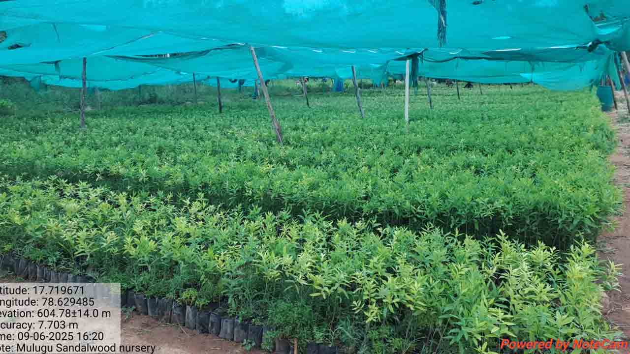 Sreegandham | శ్రీగంధం సాగుతో అత్యధిక లాభాలు.. ఔత్సాహికులకు సదవకాశం