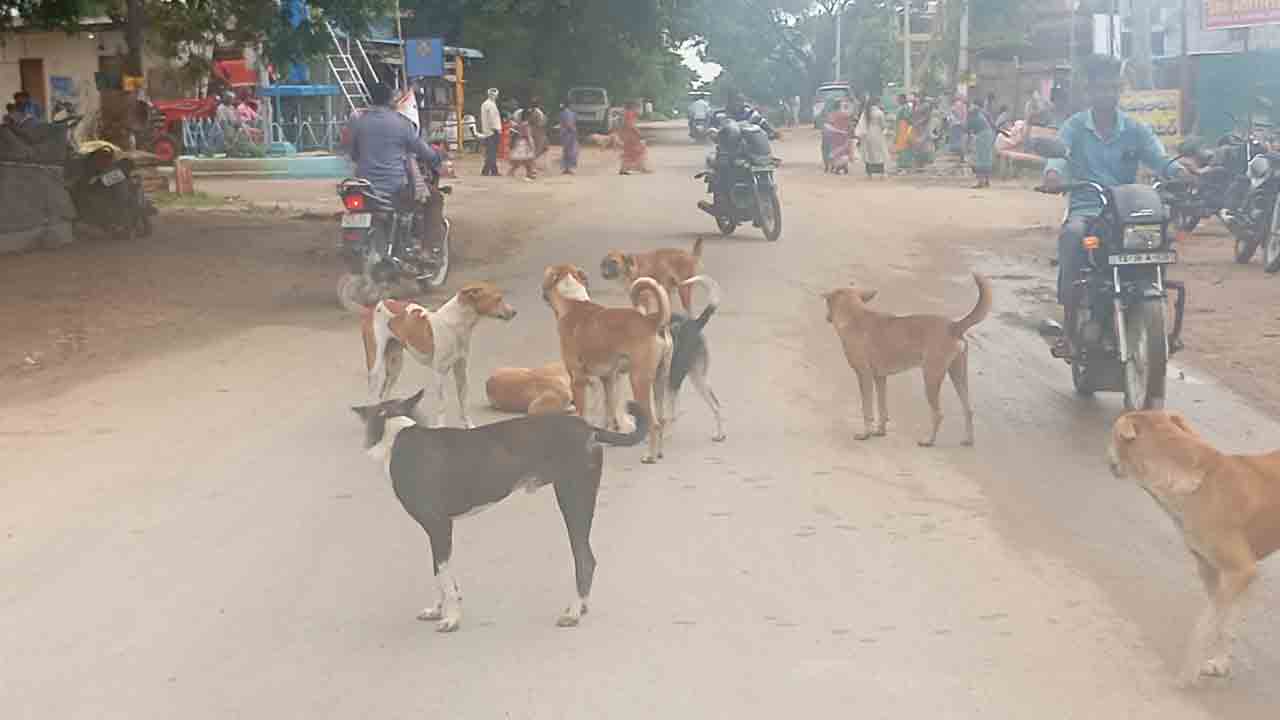 Stray Dogs | నడిరోడ్డుపై కుక్కల స్వైర విహారం.. భయం భయంగా వాహనదారులు, చిన్నారులు