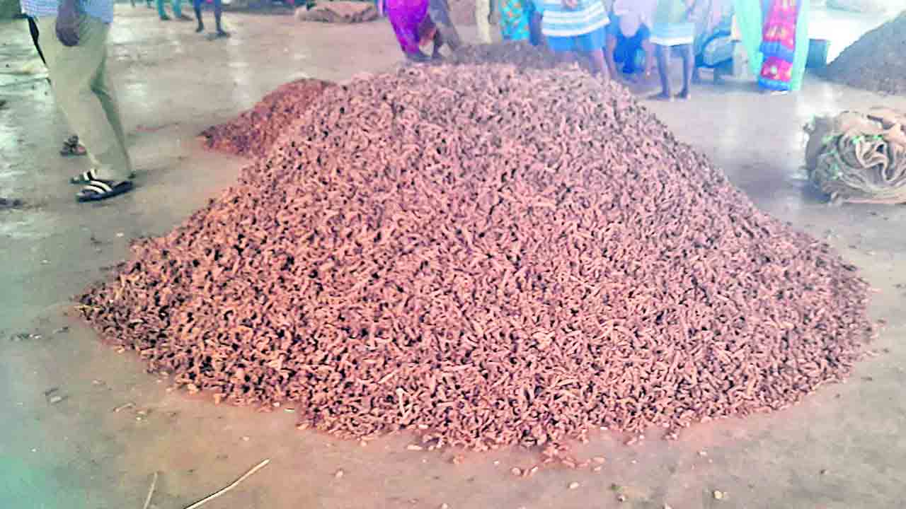 పసుపునకు గిట్టుబాటేది ?