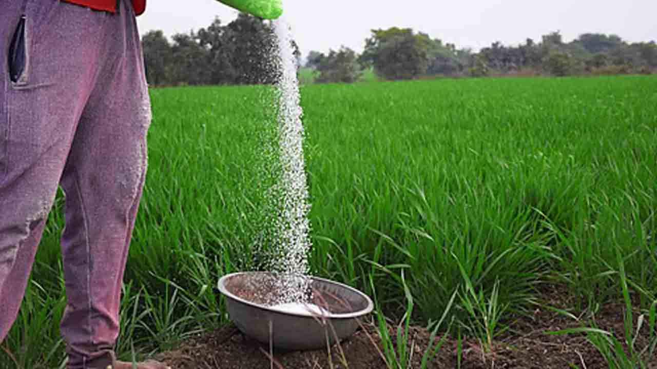 Urea | యూరియా అవసరం మేరకు మాత్రమే వాడాలి : వ్యవసాయాధికారి వెంకట్రావమ్మ