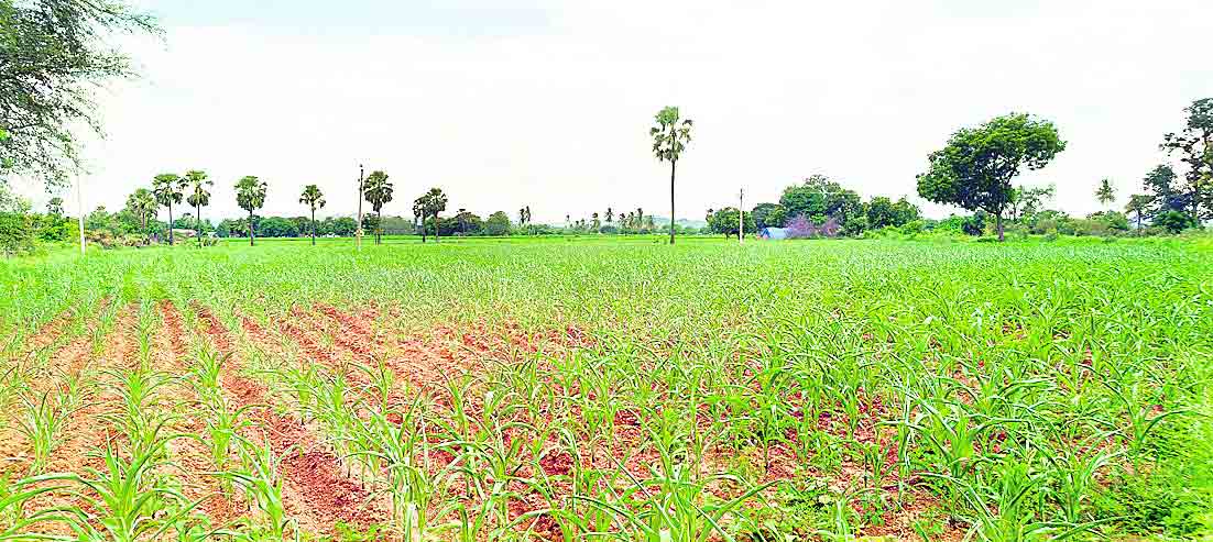 Warangal4