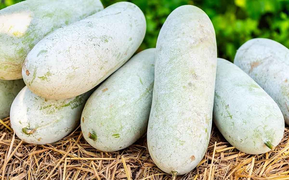Ash Gourd | బూడిద గుమ్మ‌డికాయ‌ల‌ను అంత తేలిగ్గా తీసిపారేయ‌కండి.. వీటితో క‌లిగే లాభాలు తెలిస్తే ఆశ్చ‌ర్య‌పోతారు..!