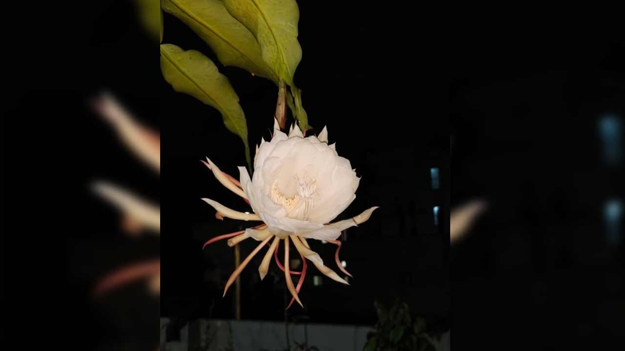 Brahma Kamalam | షాద్నగర్లో వికసించిన బ్రహ్మకమలం