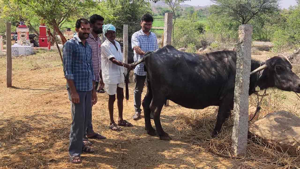 Cattles | పశువులకు సీజనల్ గండం… ముందస్తు టీకాలు త‌ప్ప‌నిస‌రి
