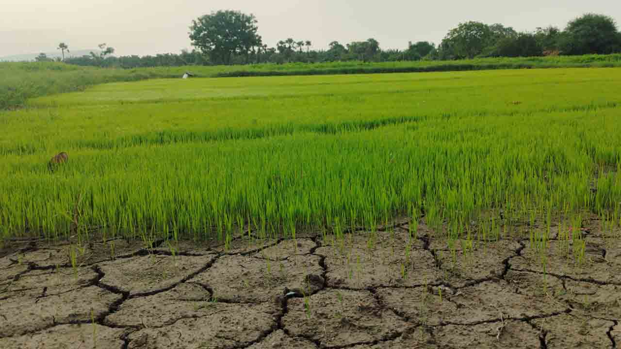 Chandrugonda | వర్షాభావంతో ఎండుతున్న నారుమడులు.. ఆందోళనలో అన్నదాతలు