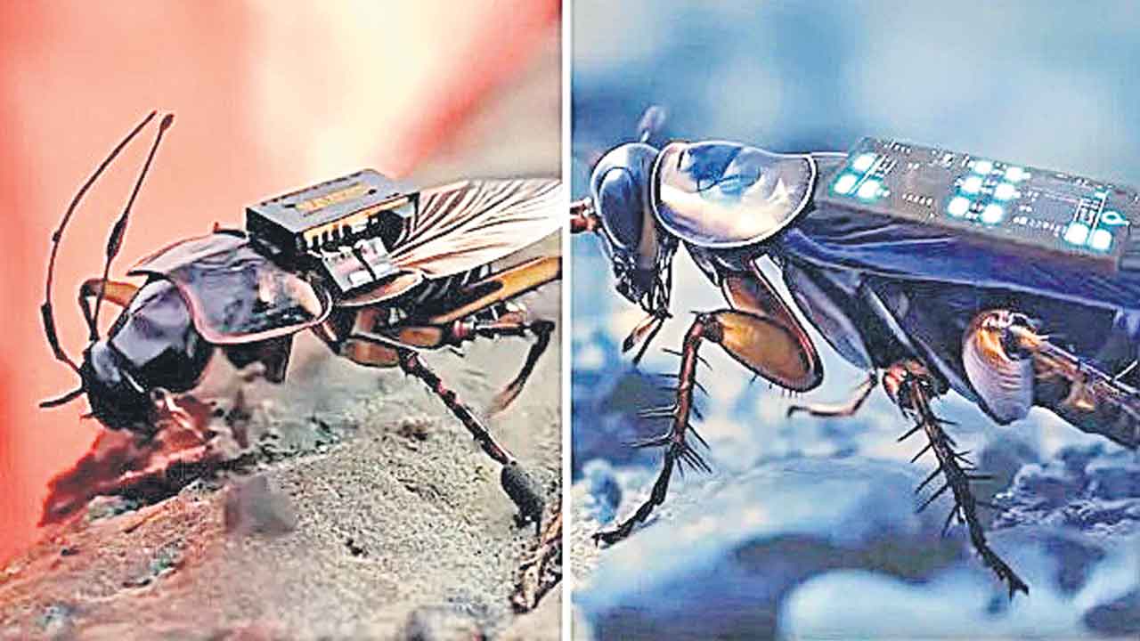 నిఘా బొద్దింకలు వచ్చేశాయి