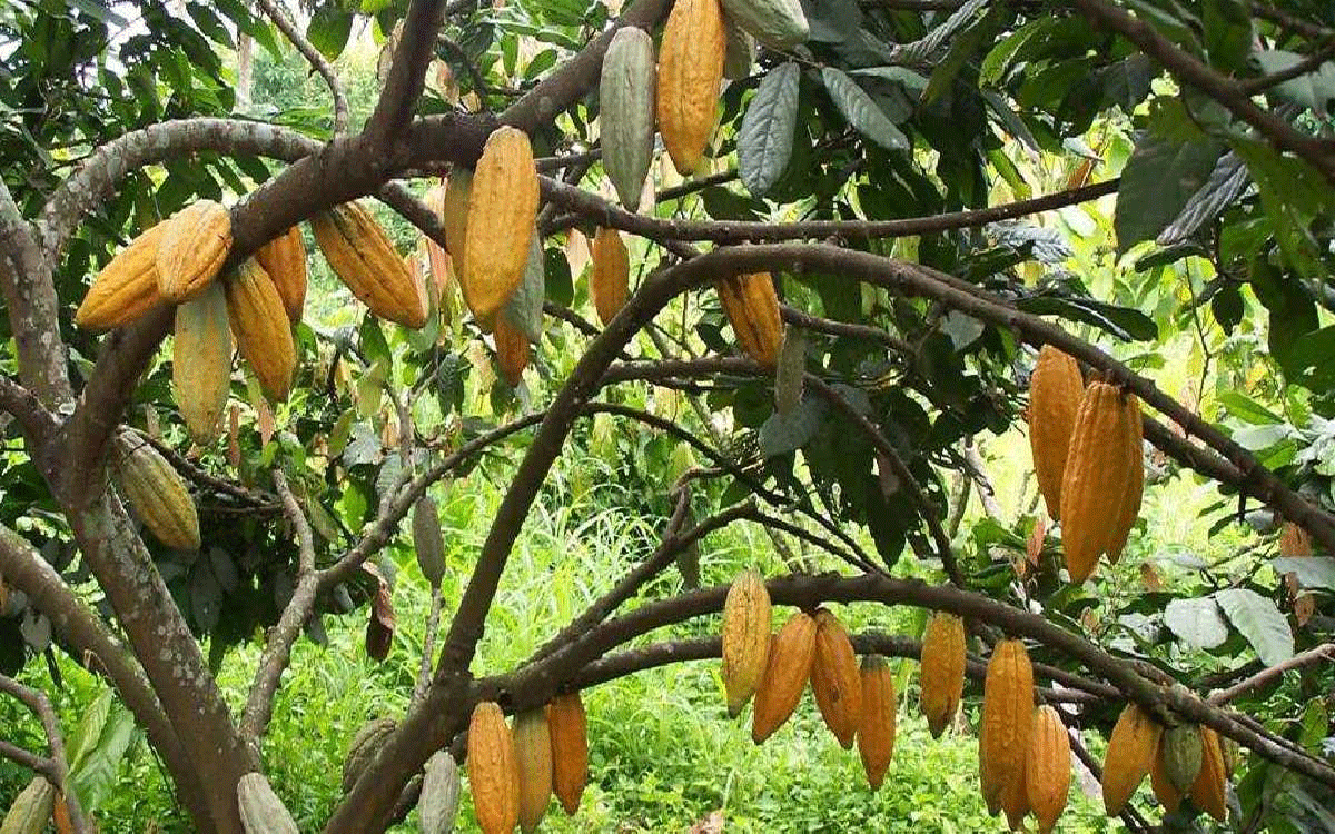 Dammapeta Rural : కోకో సాగుకు ప్రభుత్వం రాయితీ : ఉద్యానాధికారి కిశోర్