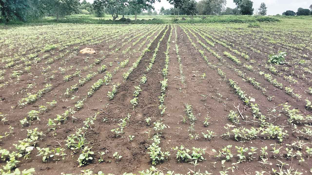 ఎరువులు దొరికేనా?