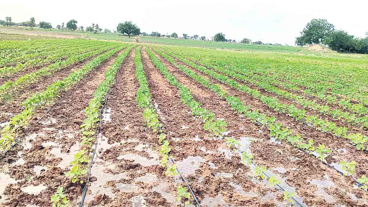 రైతులను ముంచుతున్న సీడ్‌ కంపెనీలు