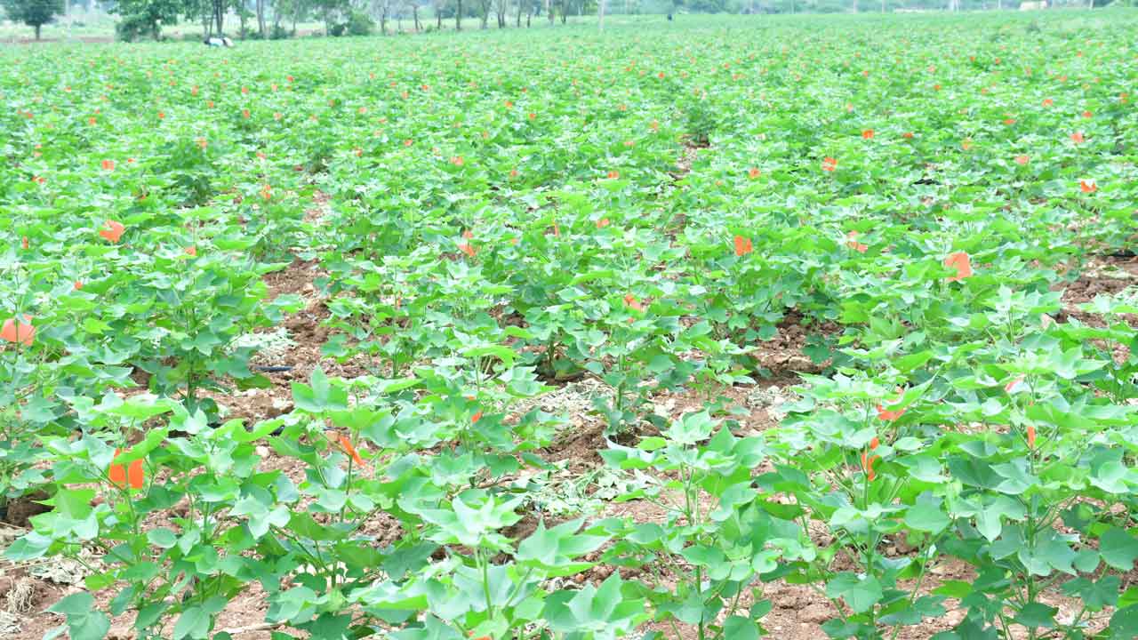 రైతుకు విపత్తి.. ఆది నుంచి కర్షకన్న మెడపై సీడ్‌ కత్తి