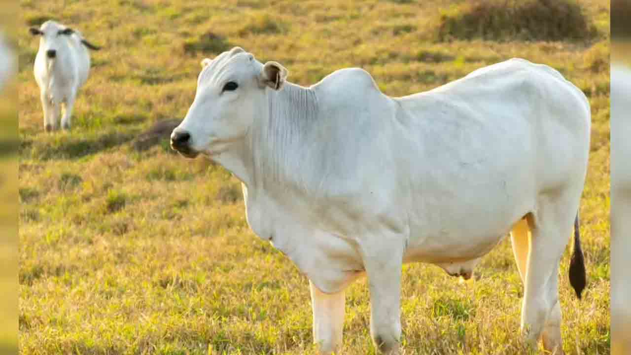 Bazarhathnoor | మానవత్వన్ని చాటుకున్న గ్రామస్తులు.. ఆవుకు ఘనంగా అంత్యక్రియలు