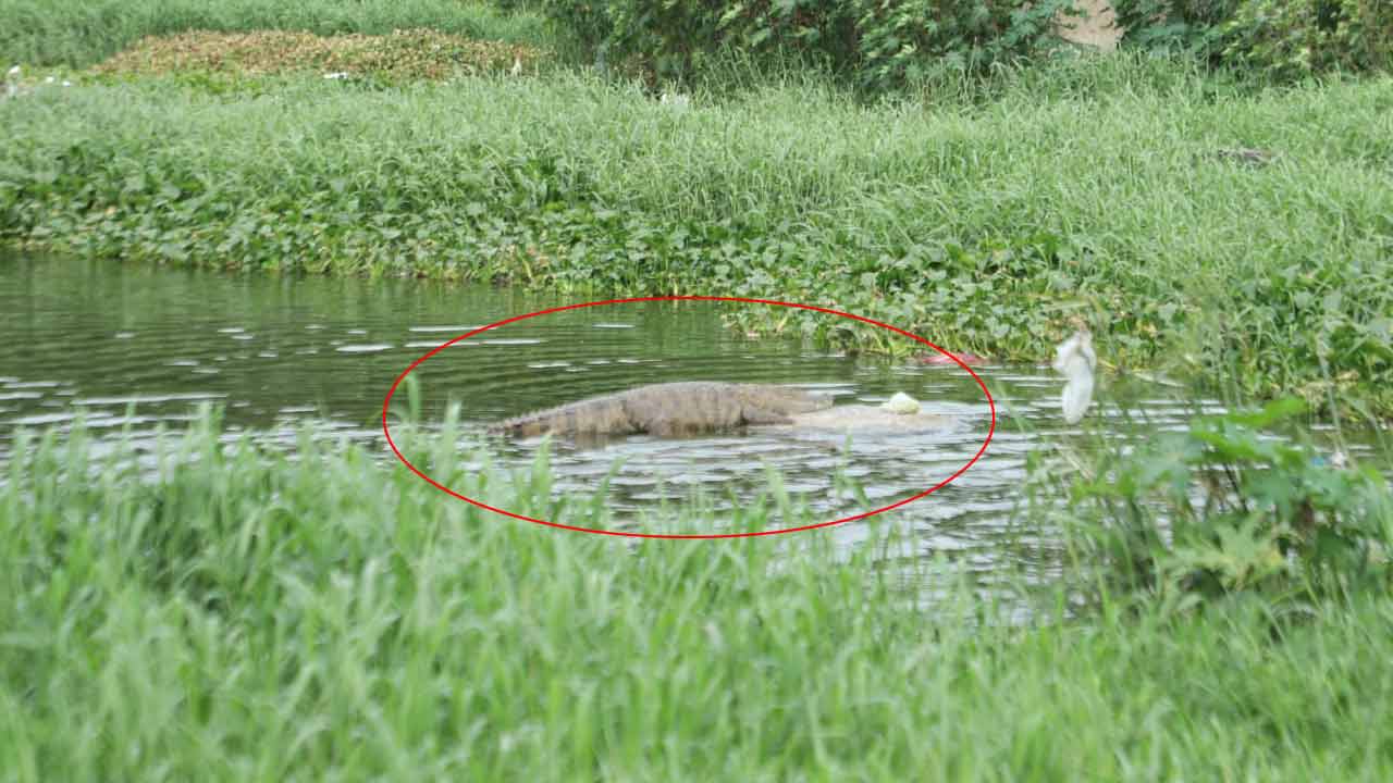 Hyderabad | చైత‌న్య‌పురిలో మొస‌లి క‌ల‌క‌లం.. ఆందోళ‌న‌లో స్థానికులు
